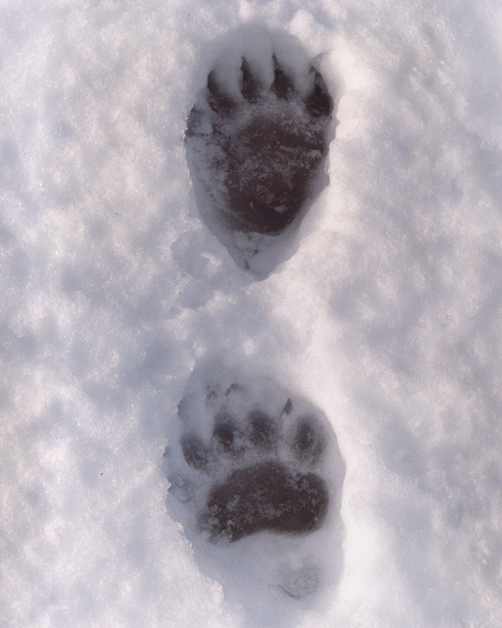 bear tracks in the snow fake snow activities