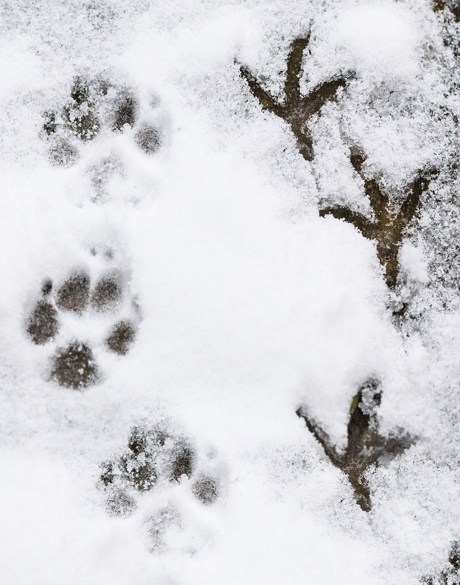 fake snow wolf and turkey tracks instant snow