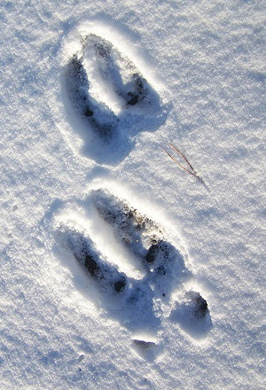 moose foot prints in the snow fake snow instant snow